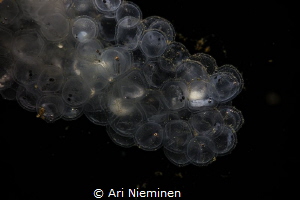 The Beginnings Of Life by Ari Nieminen 